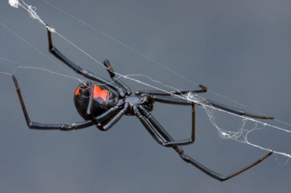 Deadliest Spiders