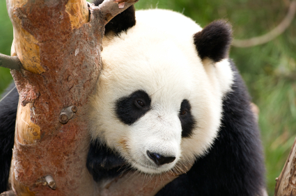 Top Endangered Species