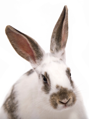 English Spot Rabbits