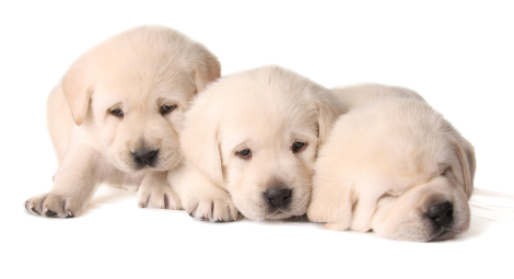 Top Family Dogs