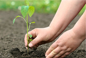 Gardening