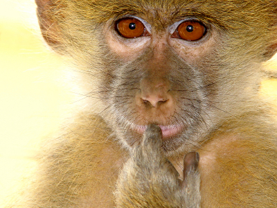 Monkey