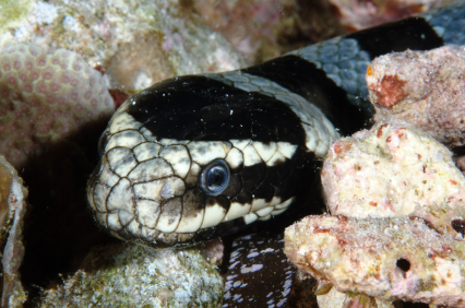 Most Venomous Snakes