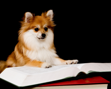 smart dogs