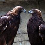 Eagles