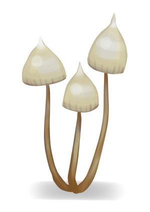 Three hallucinogenic psilocybe magic mushrooms