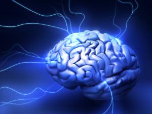 Human Brain