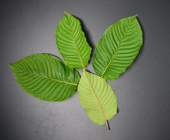 kratom leaves