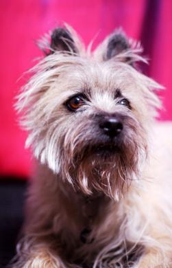 Cairnterriercollectible.jpg