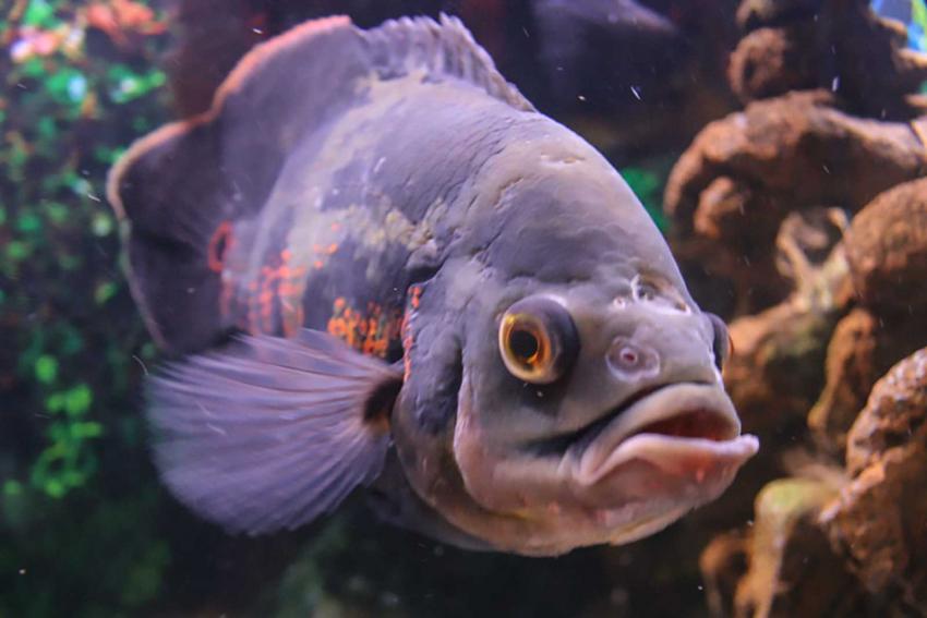 Oscar Fish Pictures and Details LoveToKnow Pets