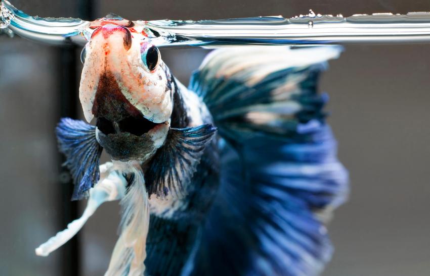 10 Best Pets for College Students They Make Great Study Buddies