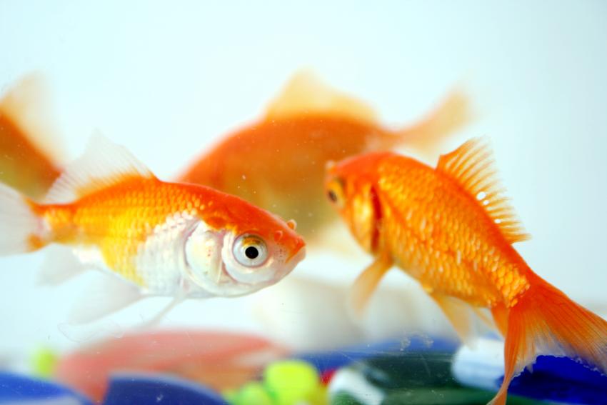 13 Best Pet Fish FinTastic Friends for Your New Aquarium LoveToKnow