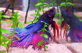 Siamese Fighting Fish In Tank At Aquarium 