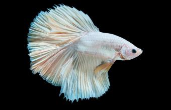 albino betta fish