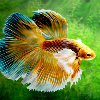 https://cf.ltkcdn.net/aquariums/aquarium-fish/images/slide/321896-850x850-betta-siamese-fish.jpg