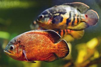 oscar fish eggs hatching