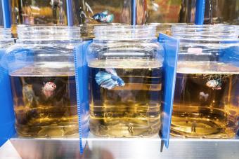 Fighting fish isolated in quarantine