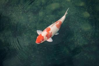 Koi carp in a pond