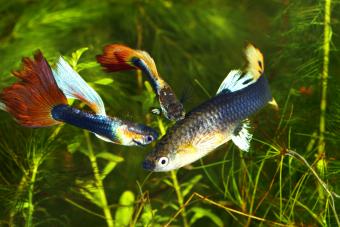Guppy - Poecilia (Lebistes) reticulata