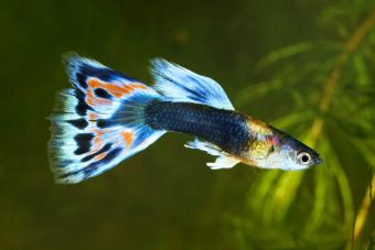 Guppy. Poecilia reticulata