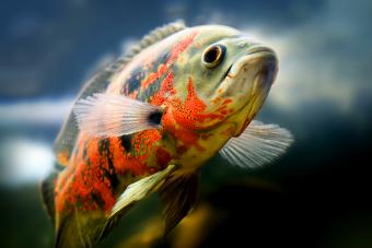 oscar fish eating vegetables