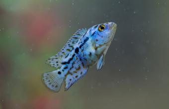 Blue and black cichlid swimming