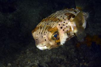 Porcupine pufferfish swimming in aquarium.