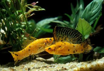 Two sailfin Mollys swimming together.