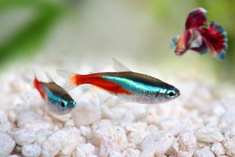 Neon Tetra Paracheirodon innesi freshwater tropical fish with Betta fish on background