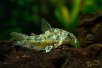 Peppered corydoras catfish resting on driftwood in aquarium.