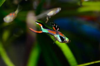 Endler's livebearers swimming together.