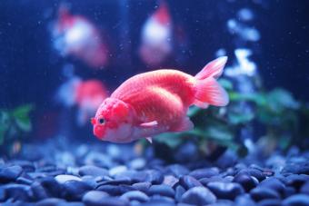 Close-Up Of Pink Fish In Aquarium