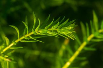 Elodea aquarium plant