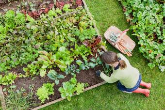 Effective DIY Insect Repellents for Home and Garden