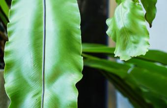 Birds Nest Fern leaves