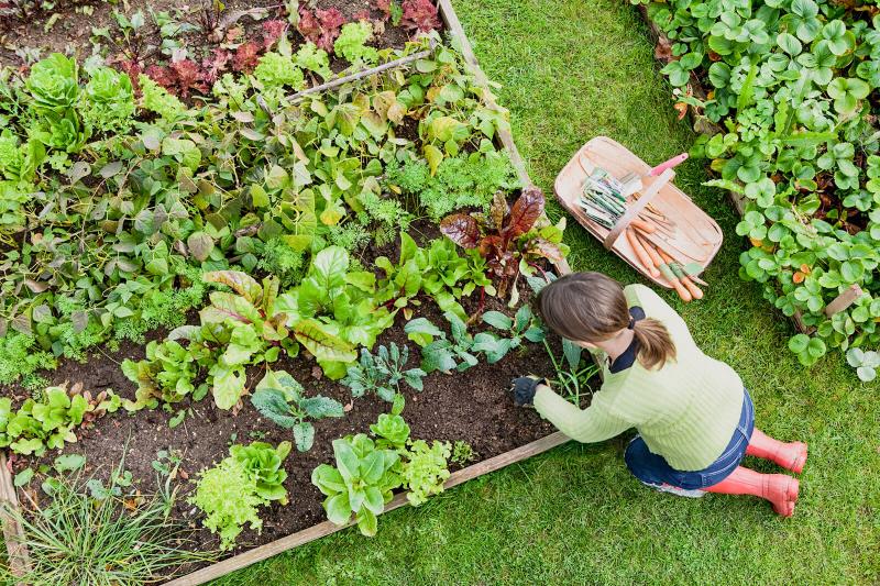 Natural Pest Control for Australian Garden Pests LoveToKnow