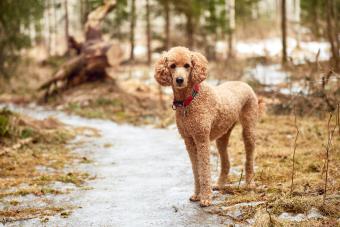 Standard Poodle standing on a trail.