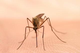 Mosquito