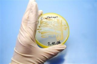 Lab disc