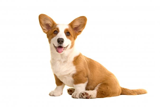 Portrait Of Corgi Dog Sitting