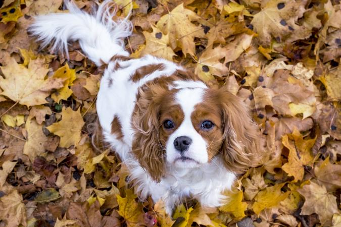 King charles spaniel dog among autumn leaves