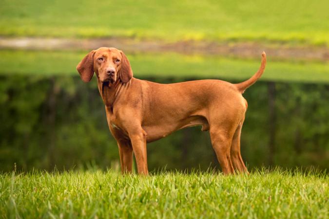 Muscular Vizsla stands on edge of lake