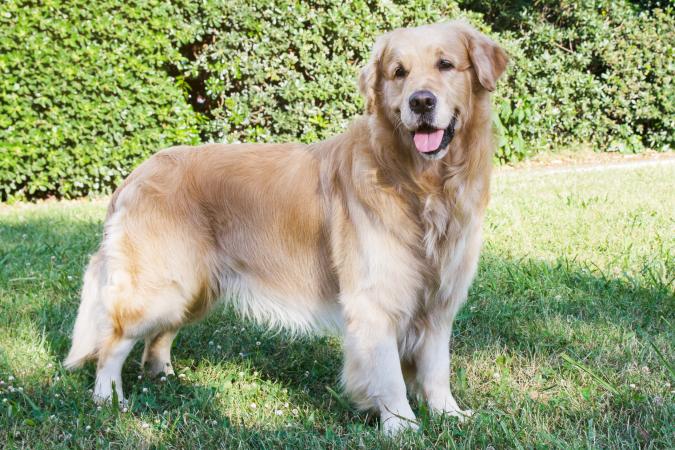 Golden Retriever