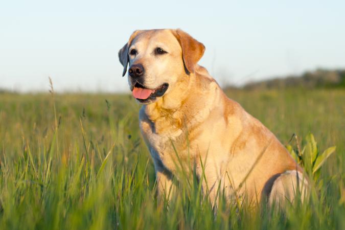 Labrador retriever dog in a grassy field