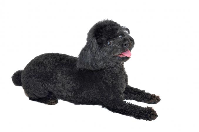 Black Toy Poodle