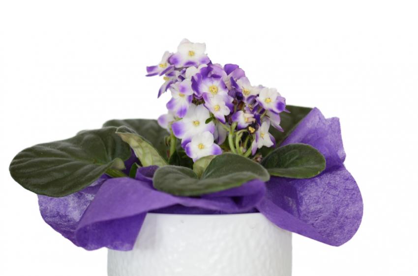 Pictures of Baby Shower Favor Ideas LoveToKnow