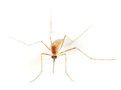Insect_repellant.jpg