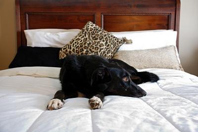 pet friendly down alternative comforter