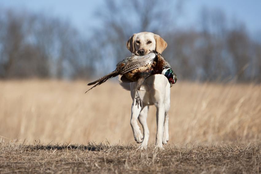 7 FoodObsessed Dog Breeds & Why They Love Grub So Much LoveToKnow Pets