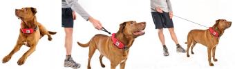 Rad Dog Release N Run Collar + Leash